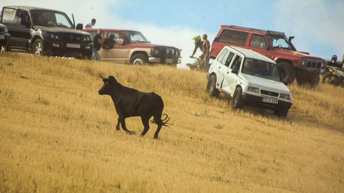 GALERÍA | Las mejores imágenes del encierro campero en Jambrina