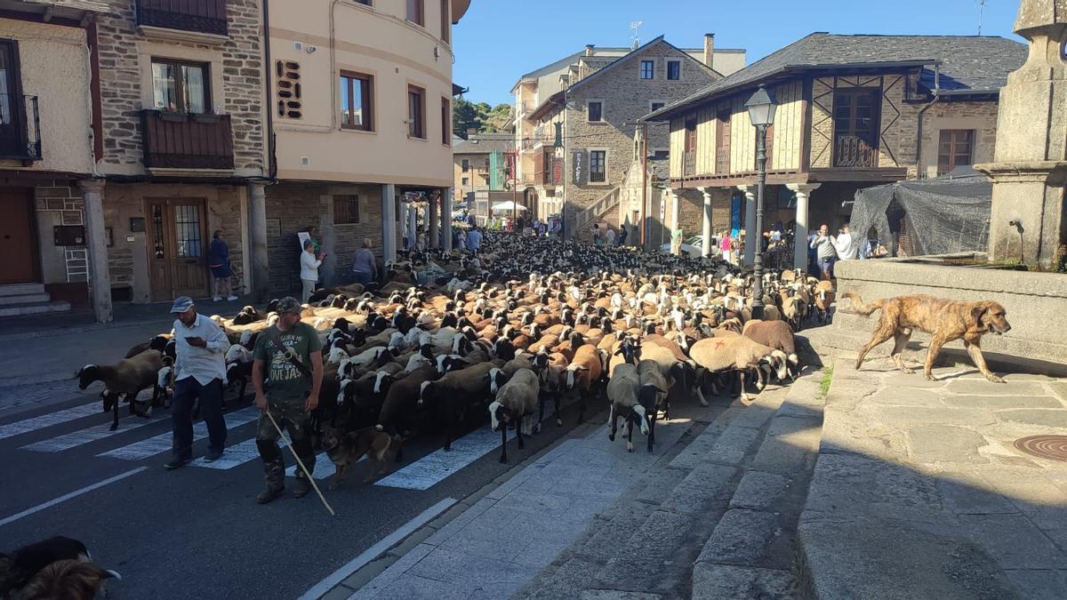 Pastores alistanos por Puebla de Sanabria