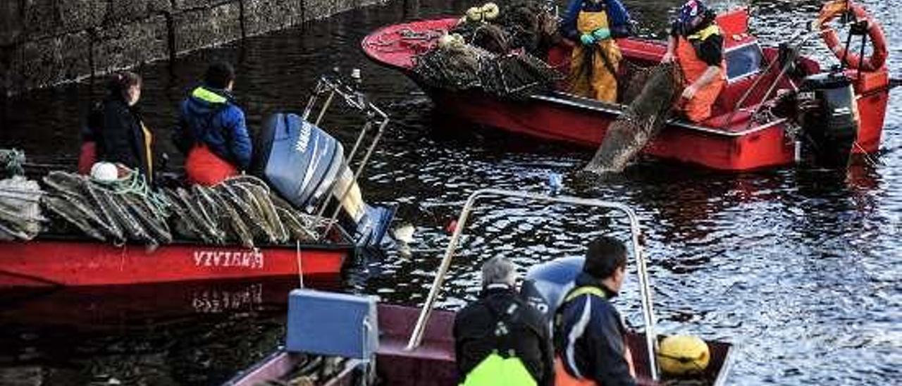 Pesca de lamprea en el río Ulla. // Iñaki Abella