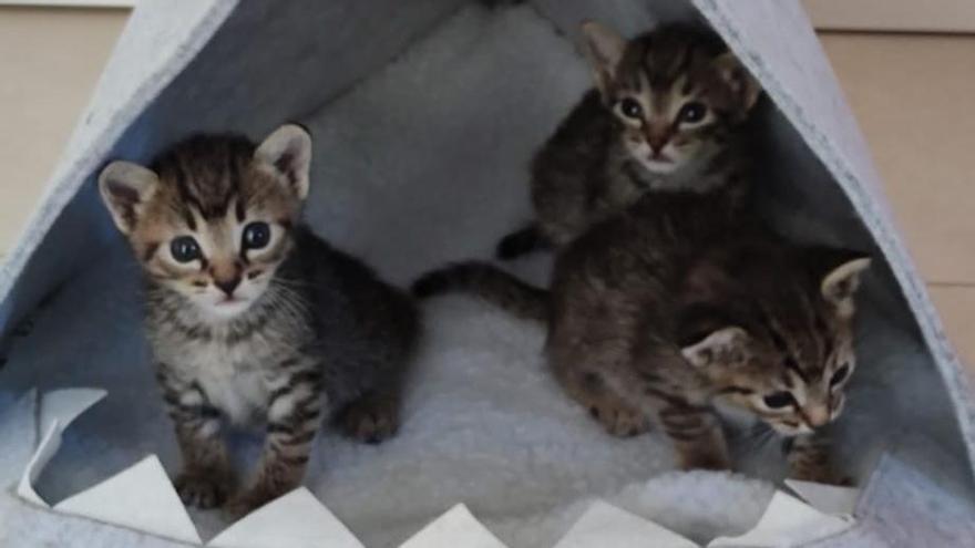 Gatitos del Castillo rescatados por Dignidad Animal