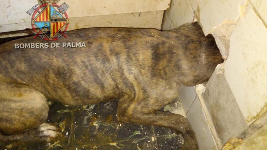 El perro con la cabeza atrapada en el hueco ventilaciÃ³n de la cocina.