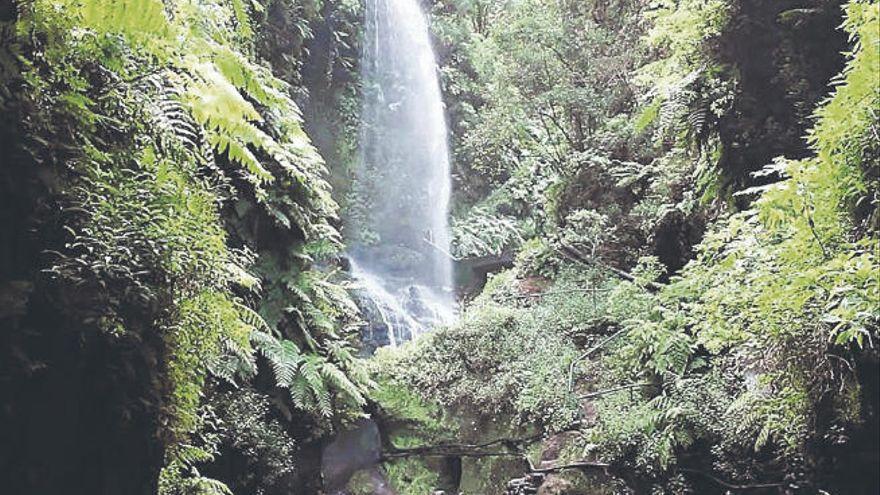 El bosque de Los Tilos, en San Andrés y Sauces.