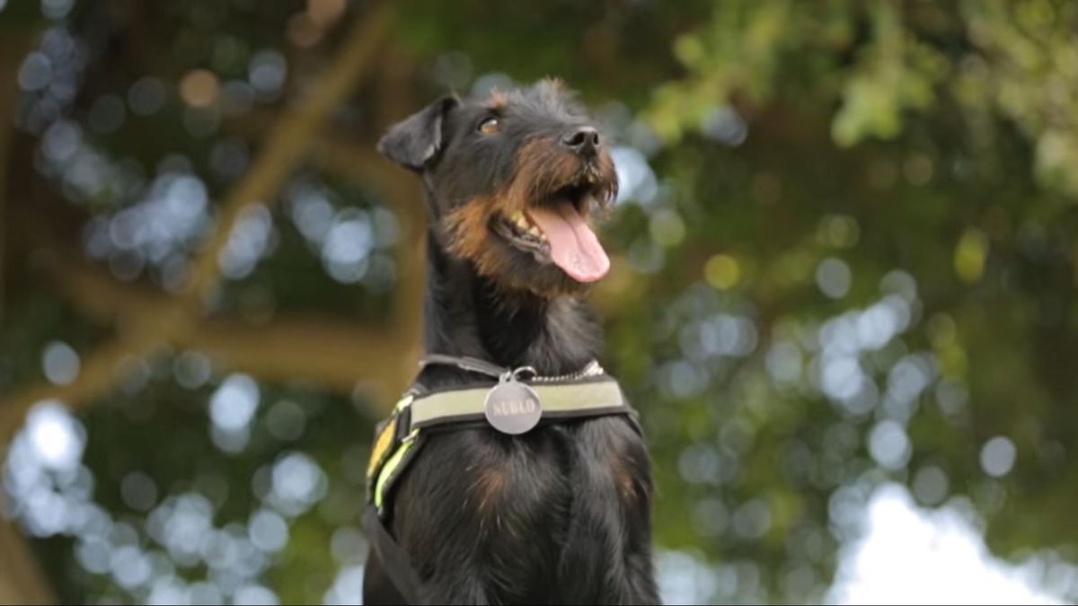 Nublo, perro de la Policía Local