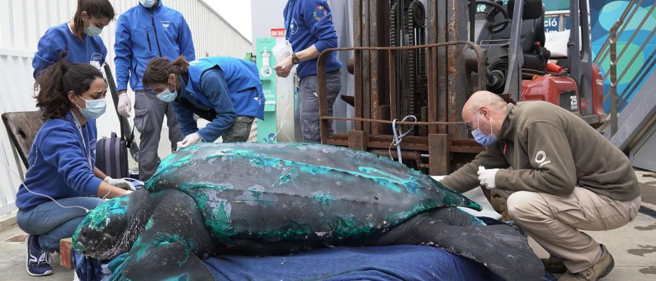 Treball de l’equip de l’Oceanogràfic a l’ARCA de la mar.  | LEVANTE-EMV