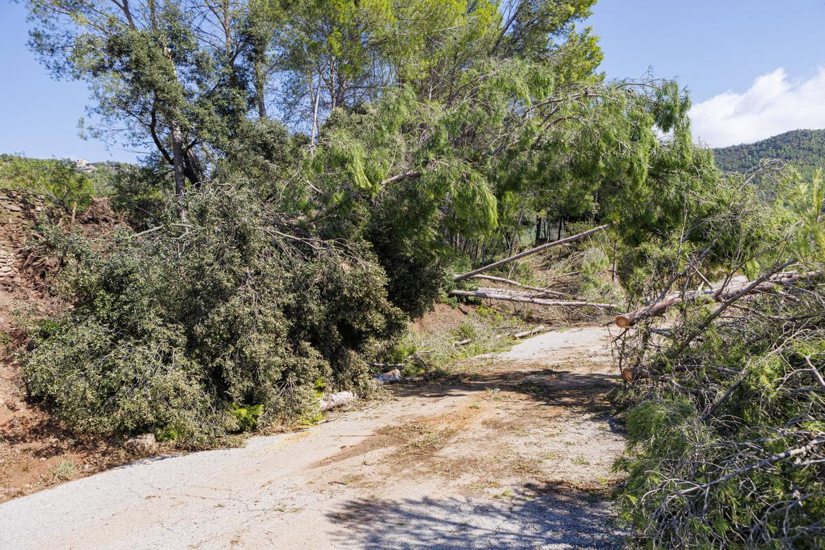 La pedra provoca afectacions en les vinyes al celler Collbaix
