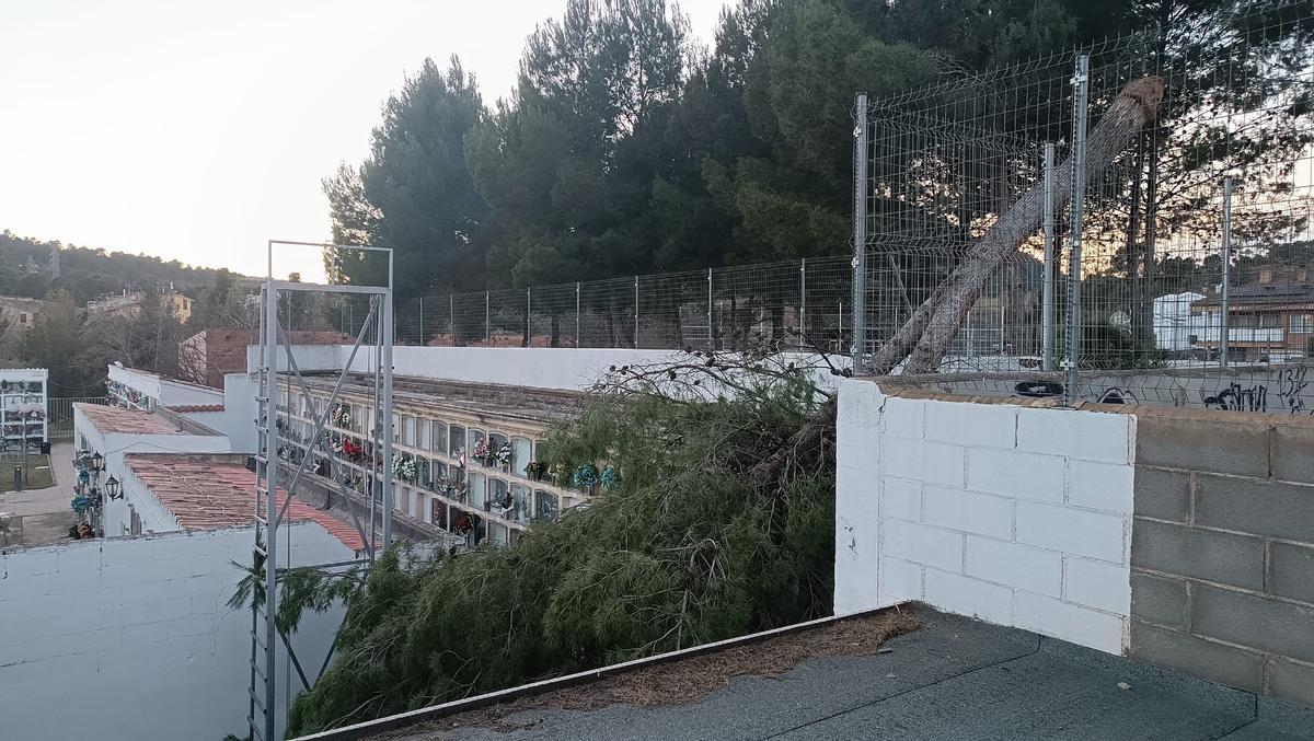 El pi que s'ha trencat darrere la pista de l'Espai Jove ha caigut dins el cementiri municipal