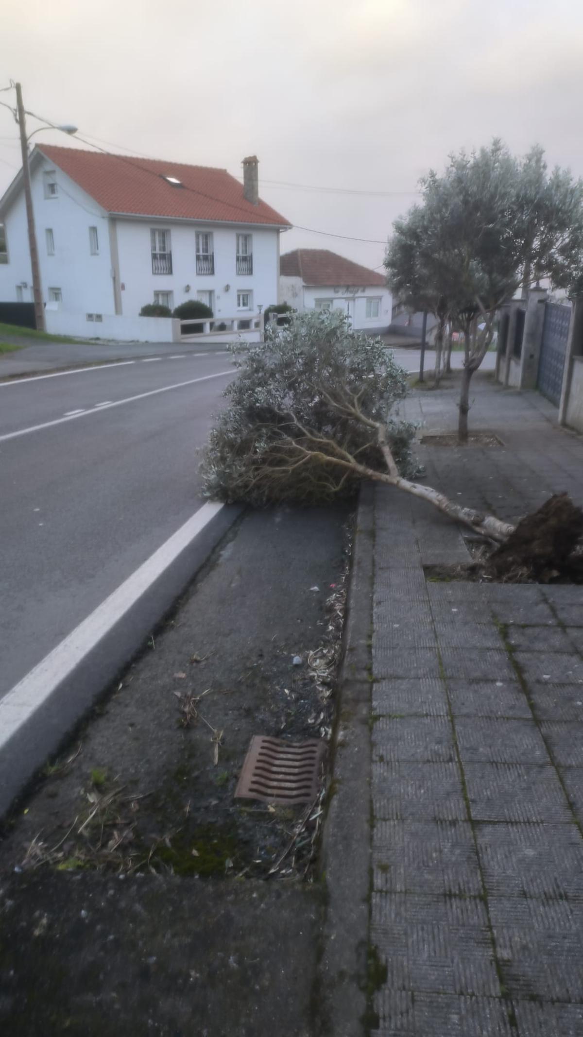Retirada de árboles derribados en Oleiros tras el paso de la borrasca 'Nils' Retirada de árboles derribados en Oleiros tras el paso de la borrasca 'Nils'