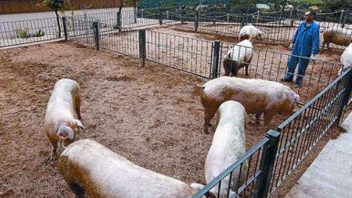 Tomando el aire 8 Cerdos de la explotación de porcino ecológico de la empresa Salgot en Aiguafreda.