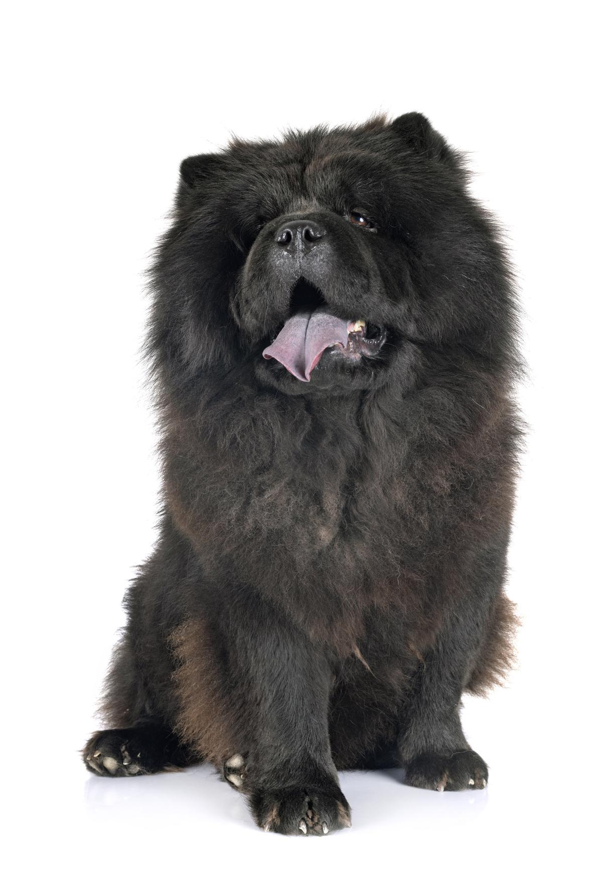 El Chow Chow es una de las razas de perros más caras en España