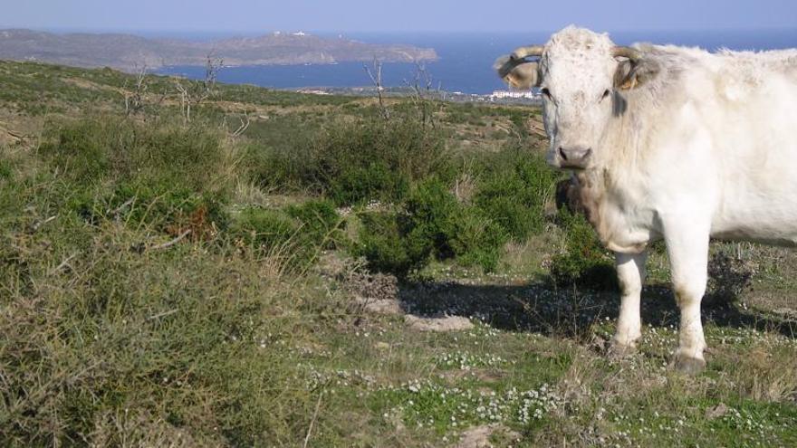 Una vaca dels ramats d’hivern pasturant al Cap de Creus. | PONÇ FELIU  
