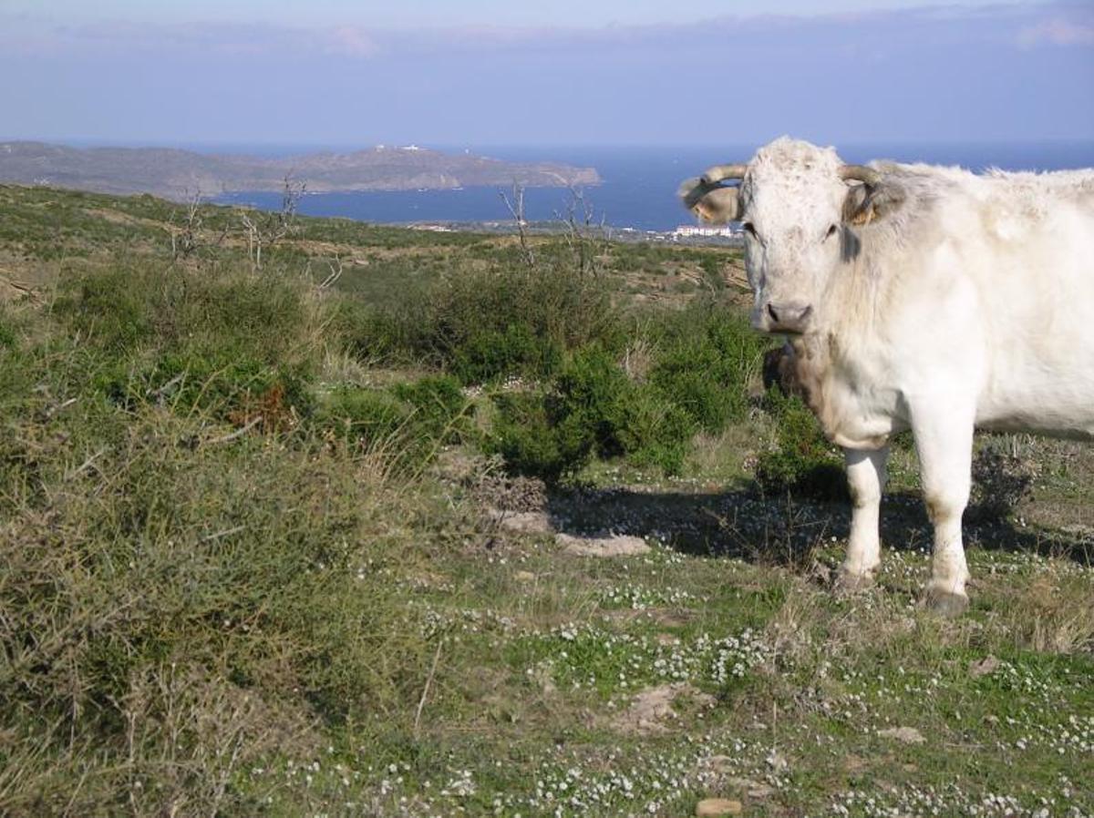 2 Una vaca dels ramats d’hivern pasturant al Cap de Creus. F  | PONÇ FELIU