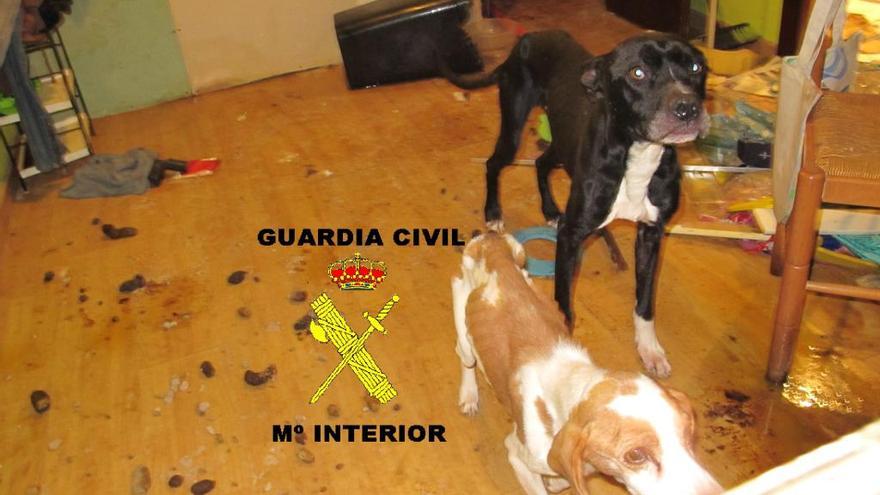 Operación contra el maltrato animal: La Guardia Civil rescata a varios perros en Moreda y Vegadeo