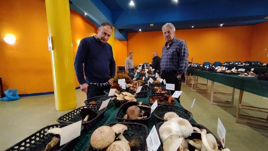 Del boletus &quot;calabaza&quot; al &quot;hongo asesino&quot;: Langreo exhibe una muestra con 350 tipos de setas