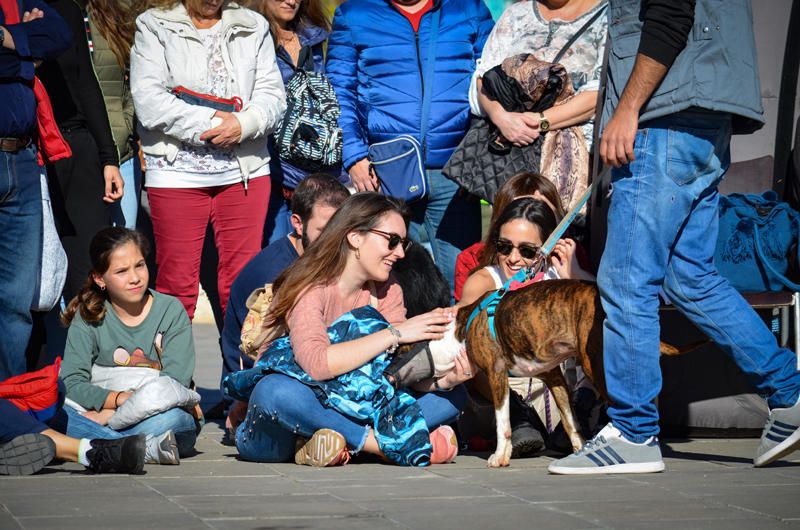 Fundación Bioparc y AUPA celebran el 15º Desfiles de perros abandonados