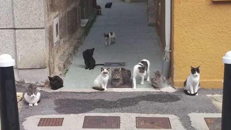 Imagen de gatos callejeros en O Grove con la que se ilustra la campaña para el control de estos felinos.