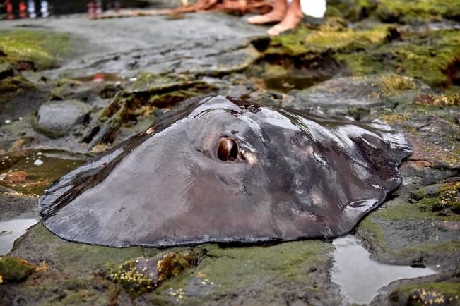 Rescatan a un chucho negro en las piscinas de La Laja