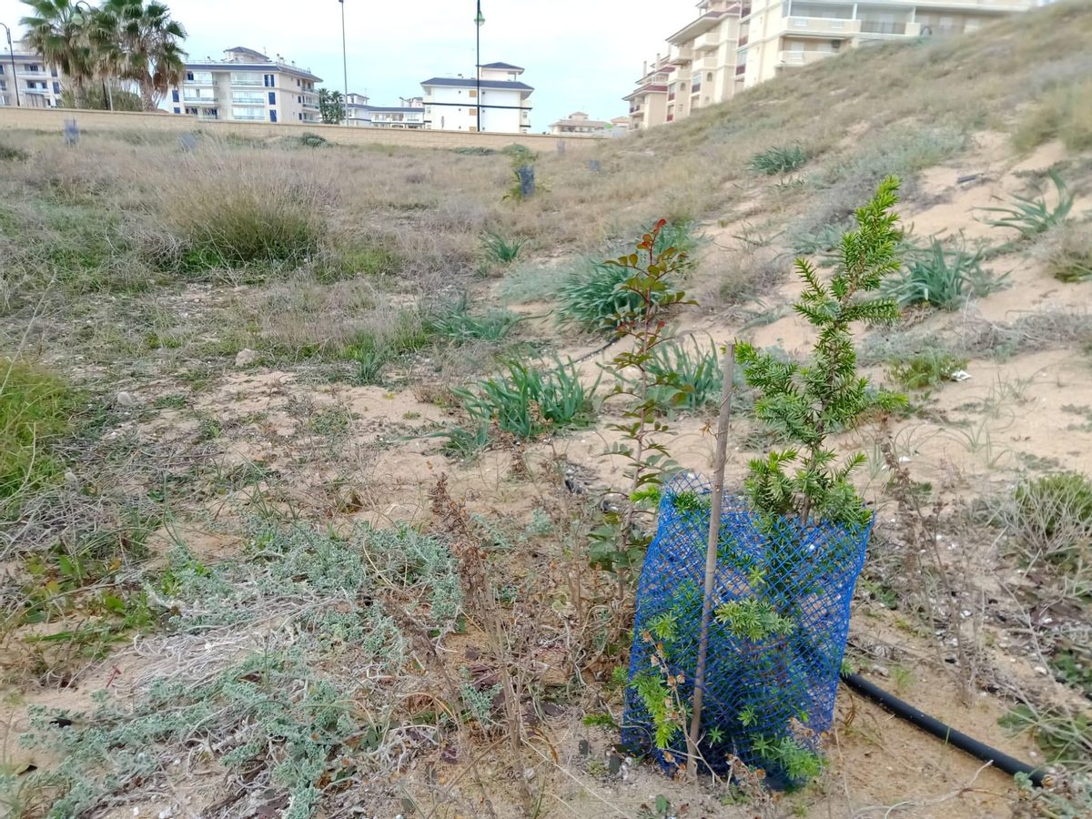 Algunos de los ejemplares plantados.