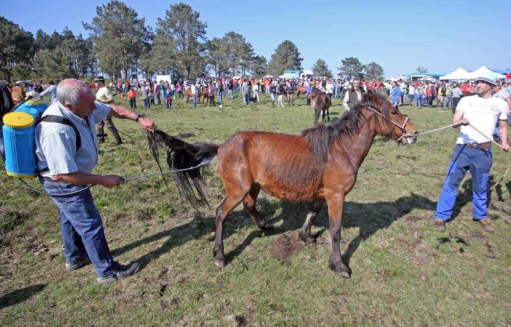 Los ganaderos sanean 300 caballos ante un millar de personas en el primer curro del año en Oia