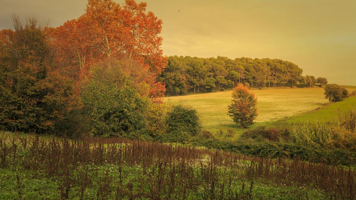 El bosque perfecto para ver el otoño está a 20 minutos en tren de Barcelona