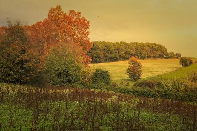 El bosque perfecto para ver el otoño está a 20 minutos en tren de Barcelona