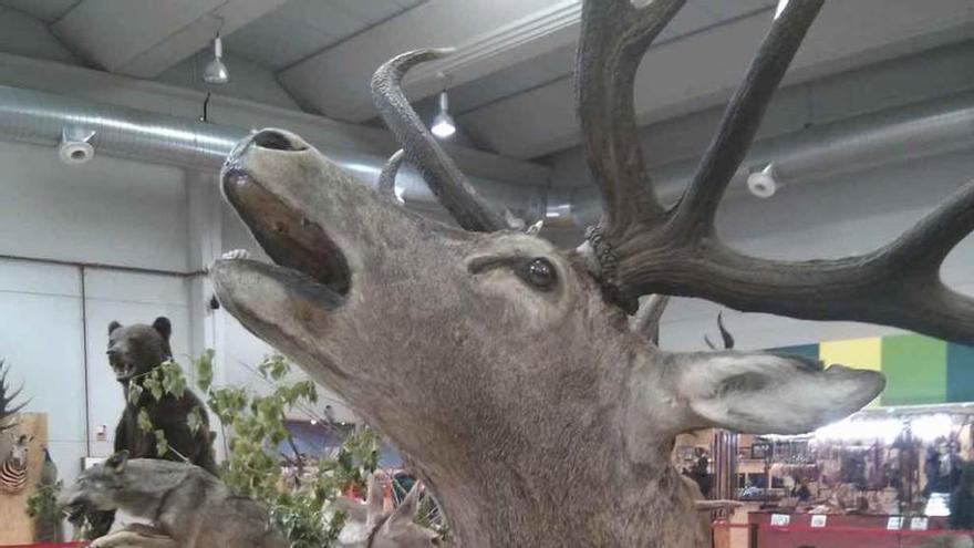 Exposición de animales disecados en la Feria del año pasado.