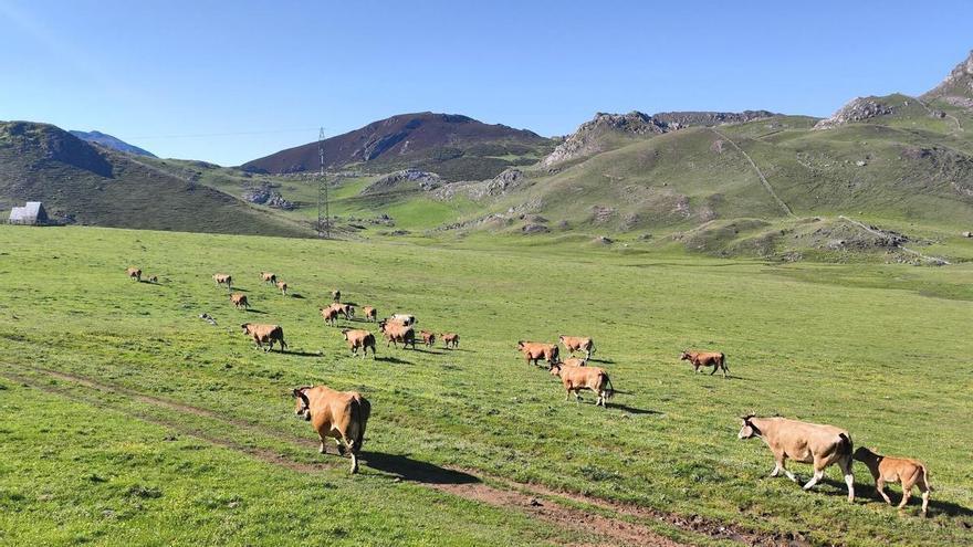 Mieres pide "apoyo" al Principado por la "guerra de pastos" en Pinos: el Alcalde se reúne este miércoles con el consejero de Medio Rural