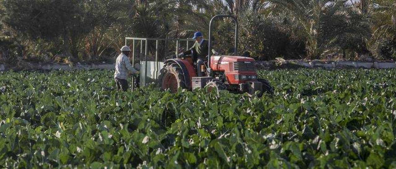 Los agricultores compran el agua por Internet y regulan los turnos de riegos gracias a programas informáticos.