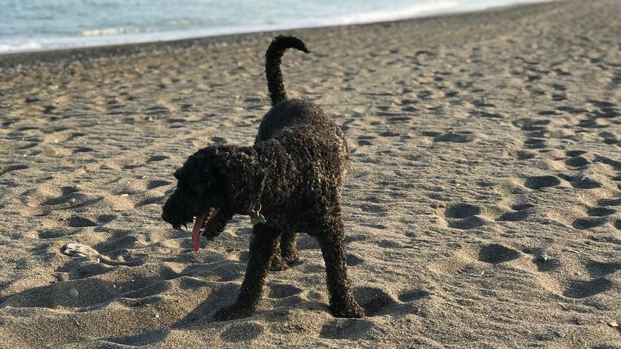 Siete consejos prácticos para disfrutar de un día en la playa con tu mascota