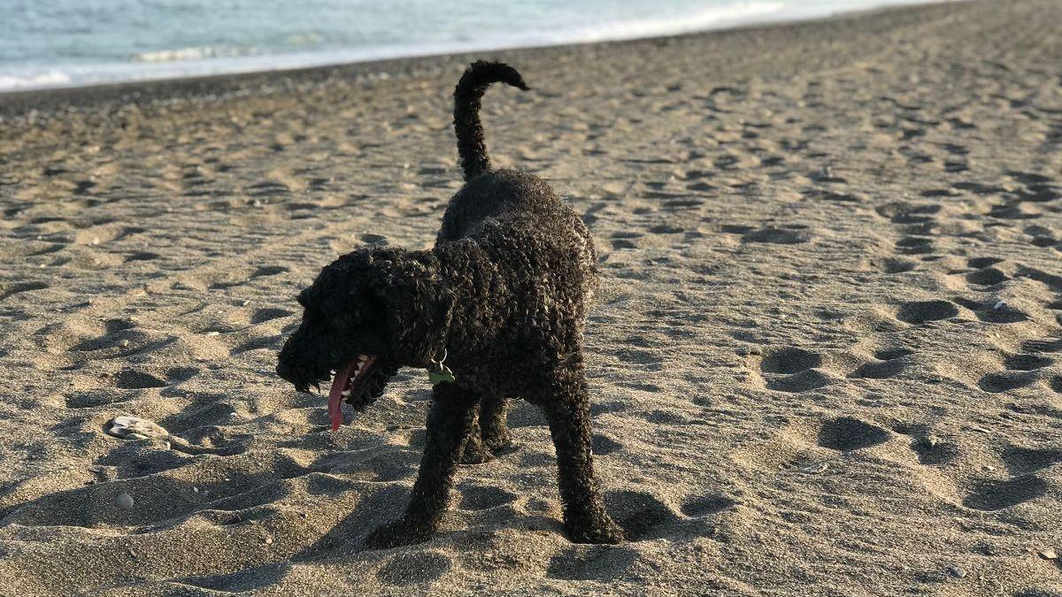 Los perros pueden sufrir consecuencias debido a las altas temperaturas