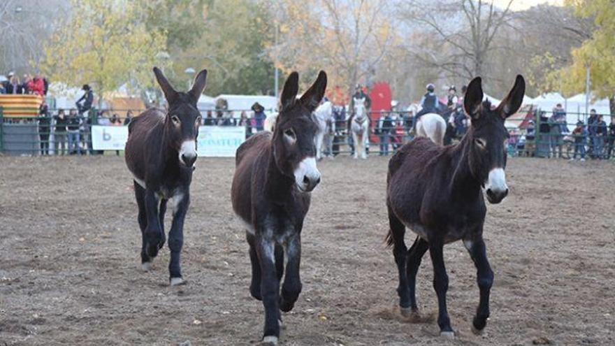 Onze idees per sortir de casa aquest dissabte a les comarques gironines