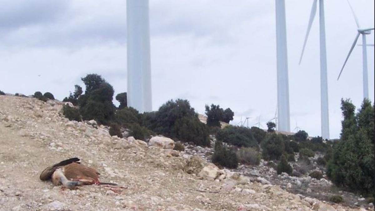 Un buitre muerto junto a un parque de aerrogeneradores.