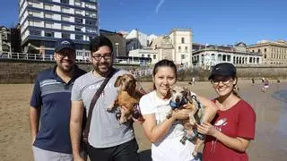 Los dueños de perros en Gijón celebran su regreso a la arena de la playa de San Lorenzo: “Es como la vuelta al cole”