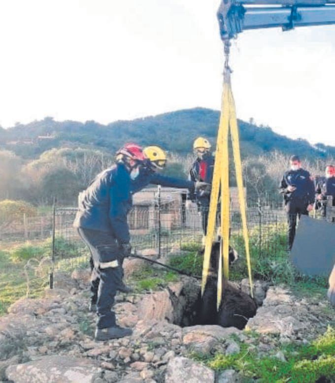 Un burro se cayó en un pozo seco en Son Servera.