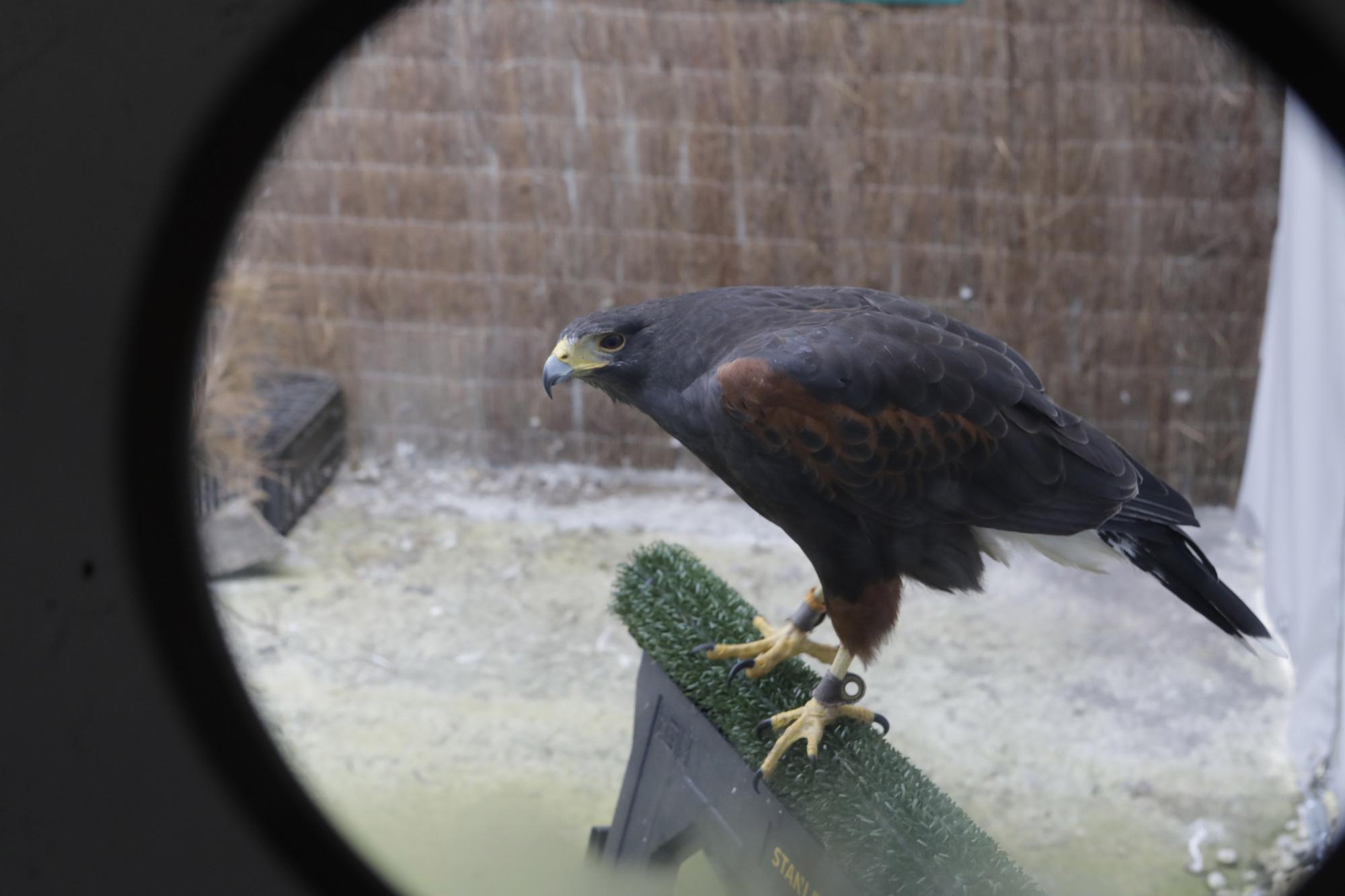 Visitas escolares al hospital de recuperación de fauna silvestre de Ladines, en Sobrescobio