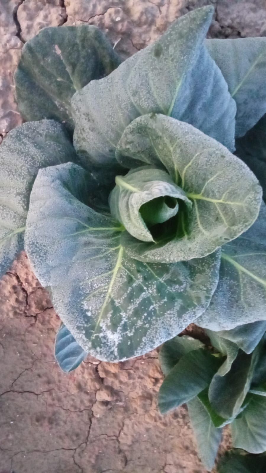 Así han amanecido muchos cultivos de la Vega Baja y el Camp d´Elx: bajo la escarcha