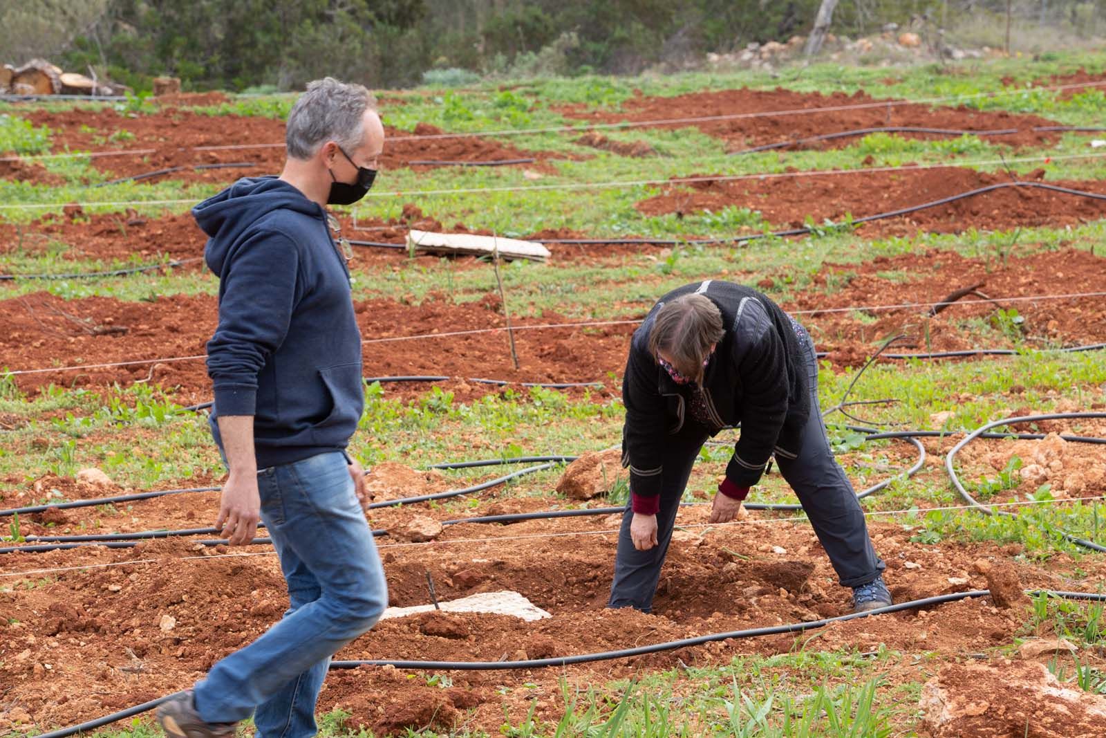 Higos en un bancal abandonado de Ibiza