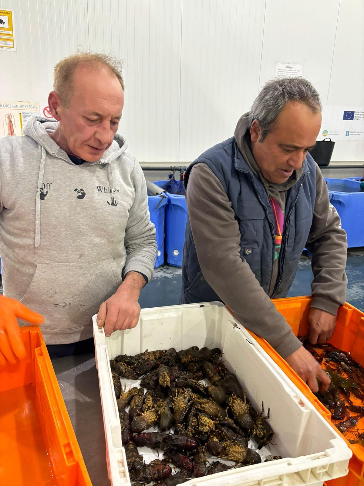 Subasta de santiaguiño en la lonja de O Grove, ayer.