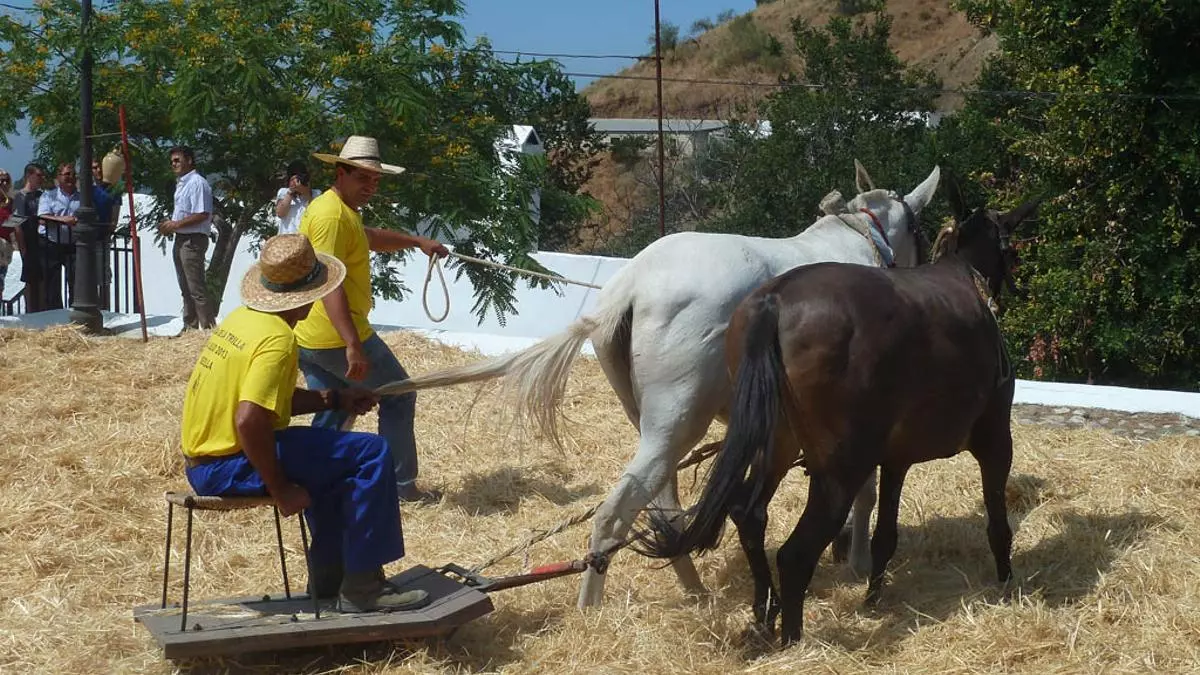 Sedella presume de su tradición agrícola este domingo con el Día de la Trilla