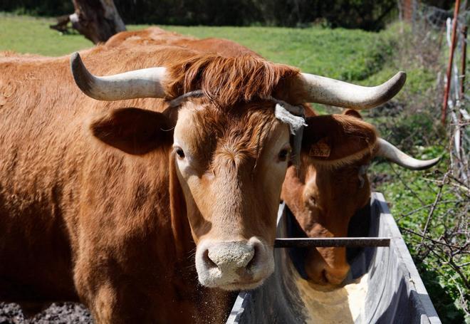 El rural de Vigo gana población... animal