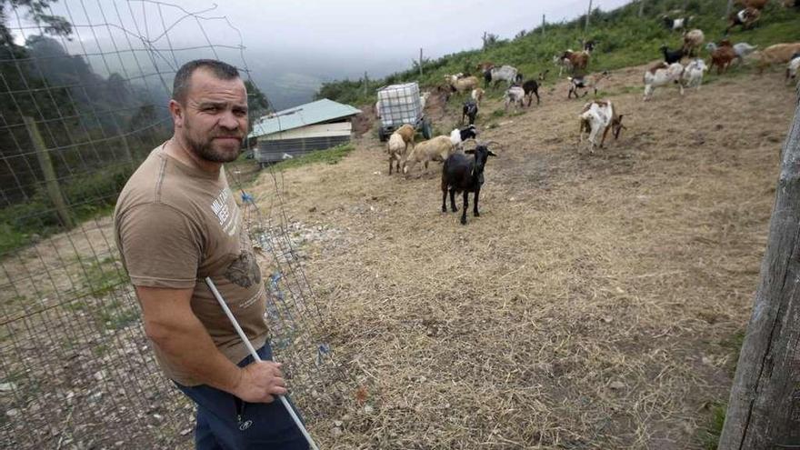 El ganadero Ángel Reguero, uno de los afectados por ataques de lobo.