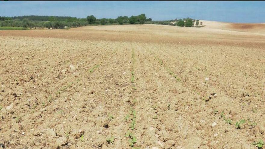 El sector agrícola rechaza unánime la propuesta de la Comisión Euuropea sobre la nueva PAC