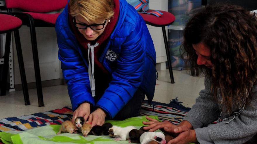 Ingresan en la Protectora de Vilagarcía 18 animales en menos de 24 horas