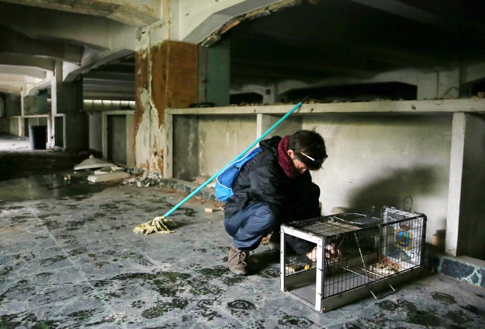 Los animalistas acudieron a rescatar a los gatos antes de que comenzasen las obras de derribo