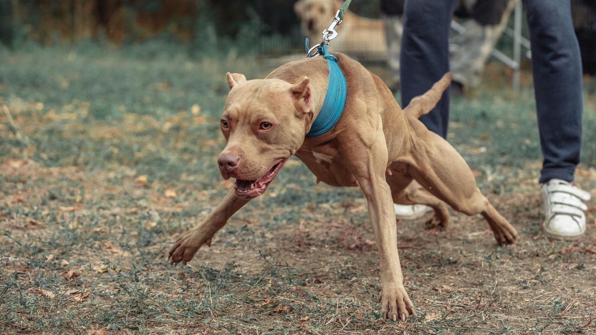 El perro será presumiblemente sacrificado los próximos días tras demostrar su carácter violento contra su propio amo.