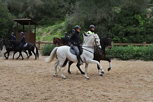 Die Pferde der Reiterstaffel der Polizei