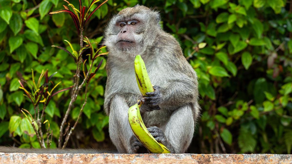 Ejemplar de macaco de cola larga.