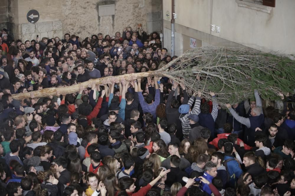 Sant Antoni 2019: El Pi de de Sant Antoni entra en la Plaça Vella de Pollença