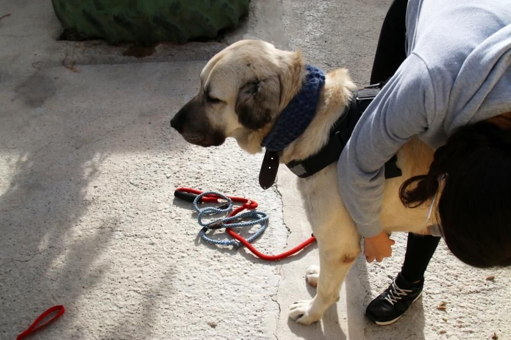 Los ingresos del refugio son destinados a la recuperación y subsistencia de perros y gatos.