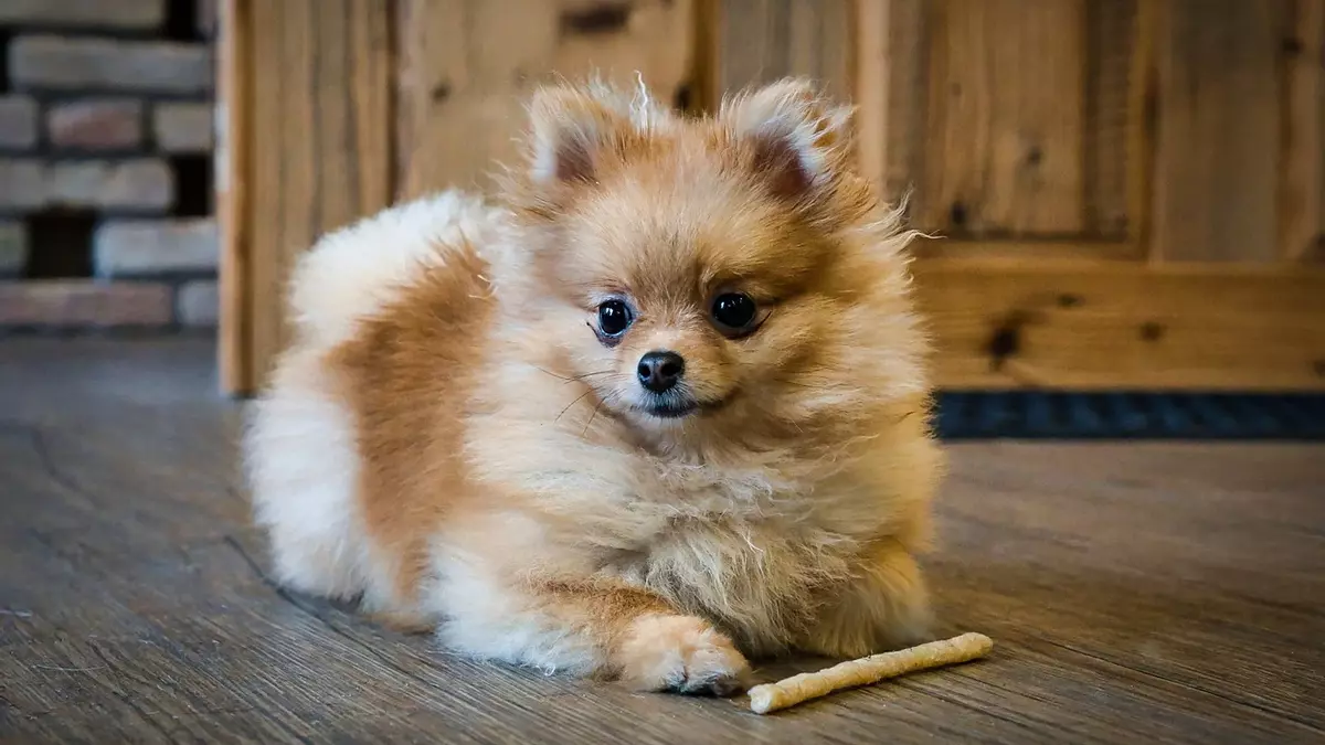 El Spitz Alemán es una raza de perros pequeños perfectos para vivir en pisos