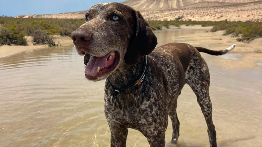 Rurik, el perro de Tenerife que viajó a Corralejo: la historia que demuestra que el tamaño no importa